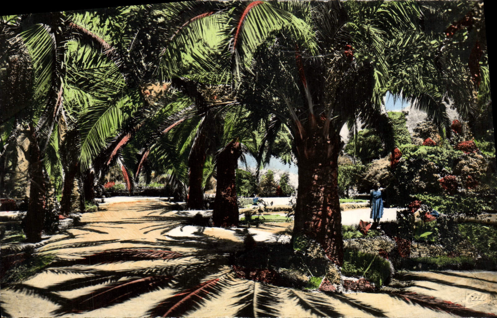 MODERN CARD Tlemcen the Public garden