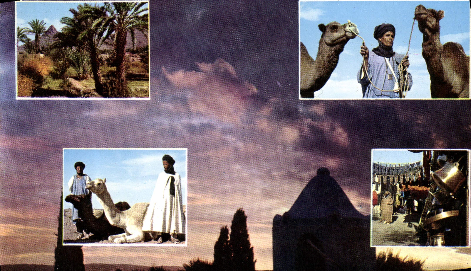 MODERN CARD Picturesque Afrioue Of North Picturesque Northern Africa Camels