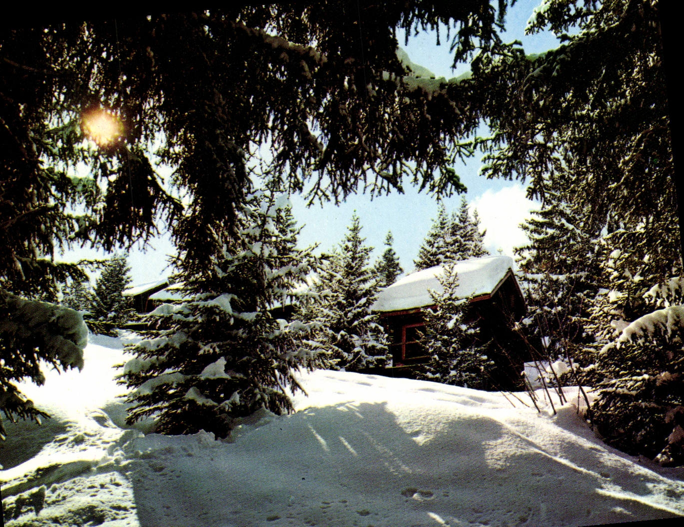 CPM Sous Bois Dans La Neige