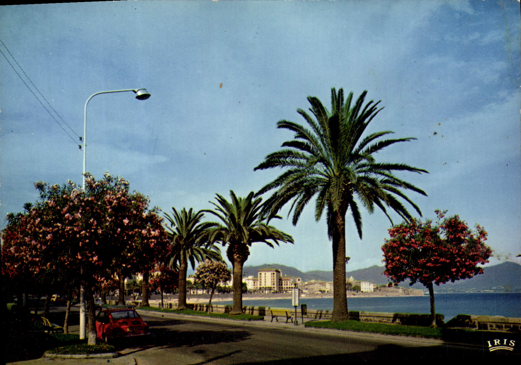 POSTAL MODERNA encanta y colorea de Ajacio Córcega el bulevar de Lantivy con sus palmeras y los bahía-árboles pican