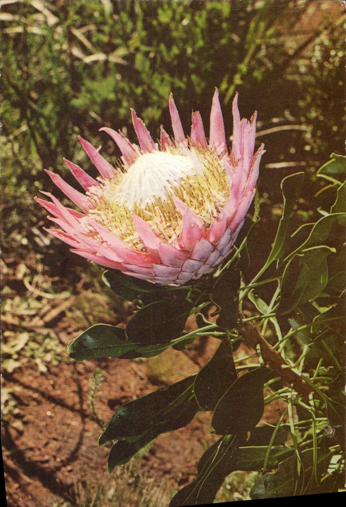 CPM Fleurs Protea Afrique du Sud