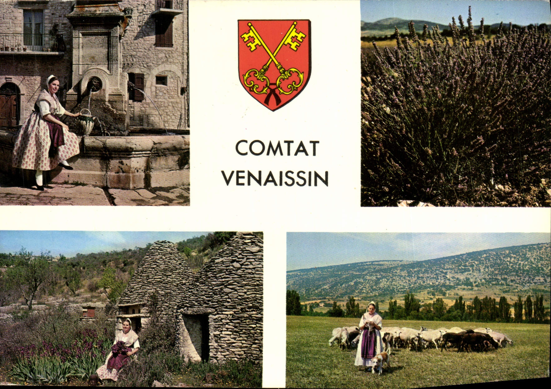 CPM Comtat Venaissin Plant de Lavande Provencale devant des Boris Bergere et son troupeau Folklore