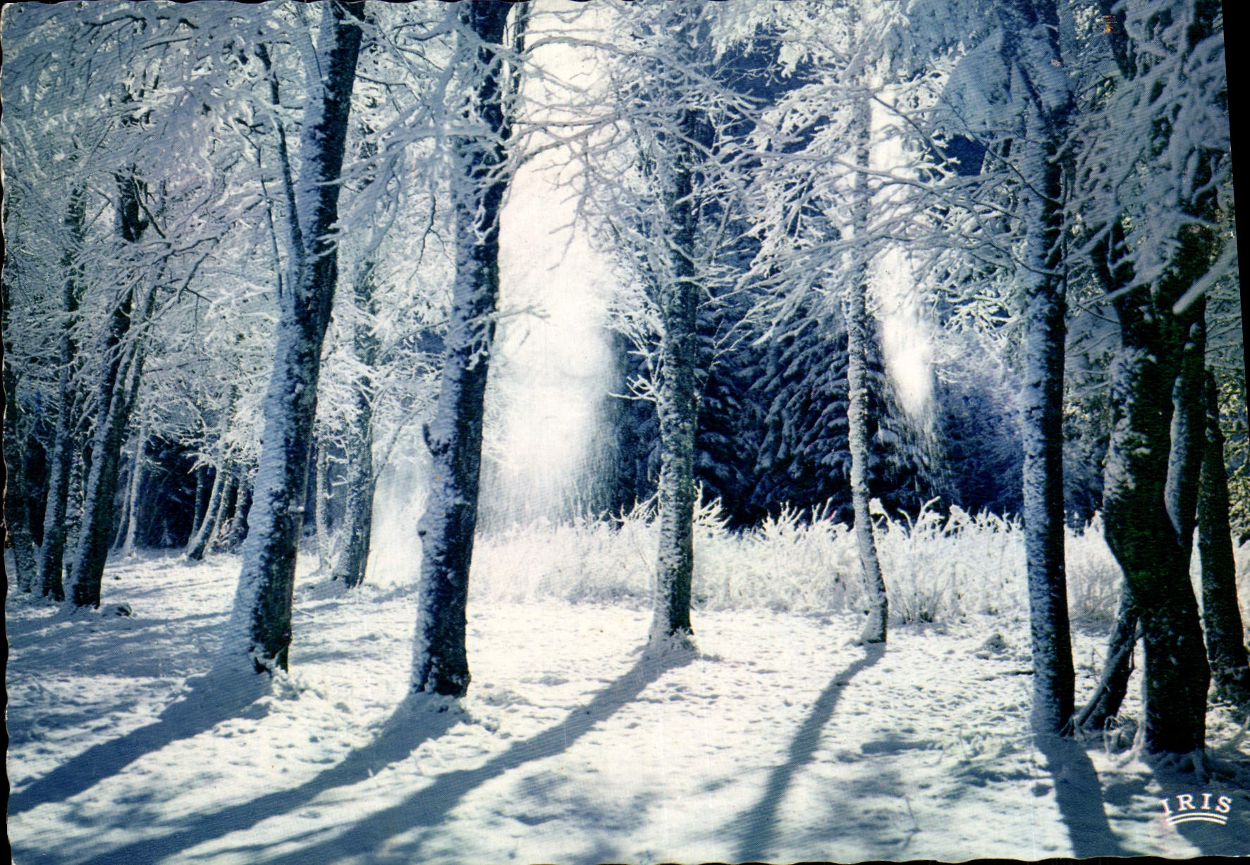 MODERN CARD Winter Landscape