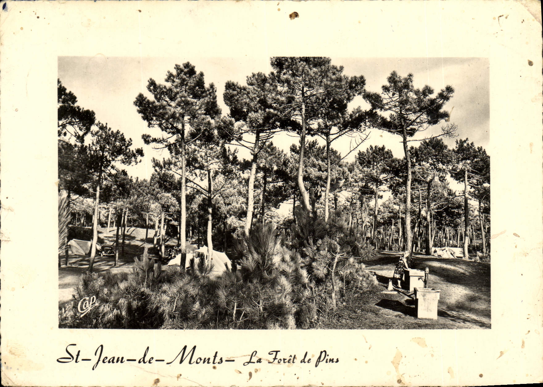 CPM St Jean De Monts La Foret De Pins