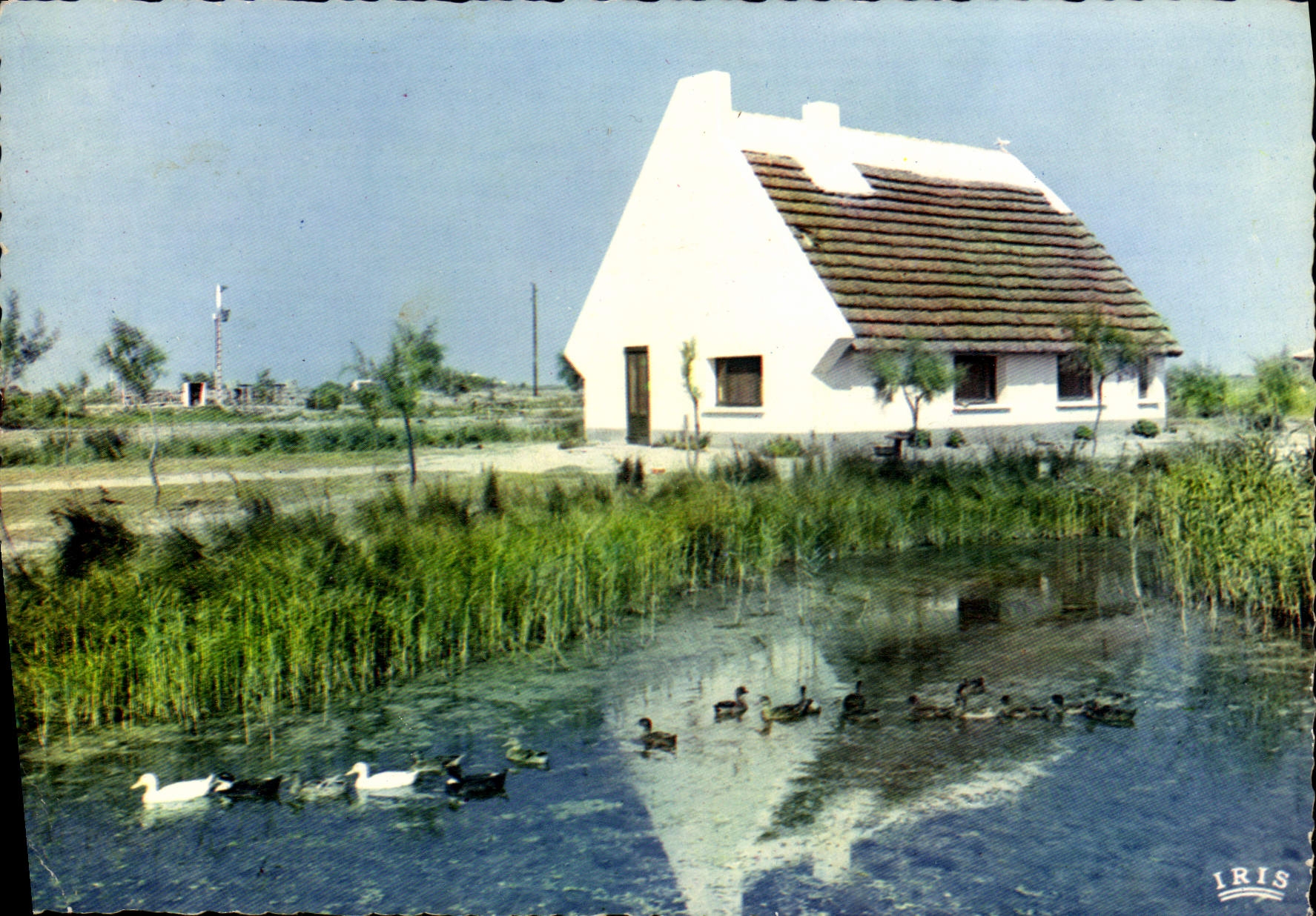 CPM Camargue Avec Les Gardians Cabane De Gardians Au Milieu Des Marais