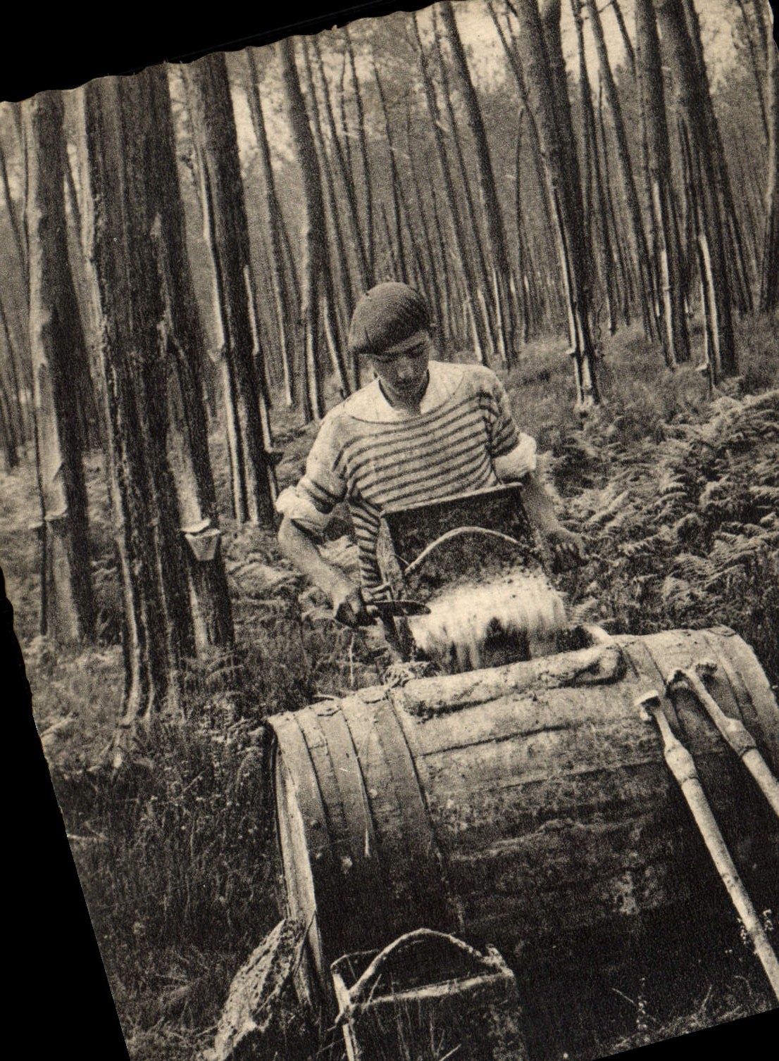 CPM En Gascogne Recolte De La Gemme resine Folklore