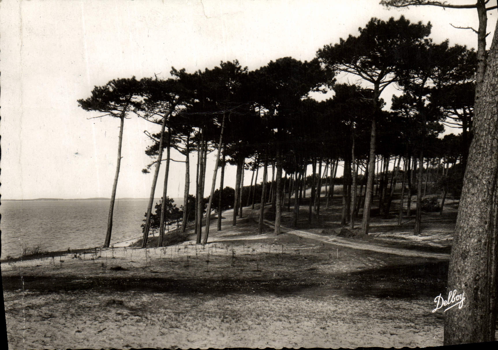 MODERN CARD Arcachon Abatilles With the shooting have pigeon