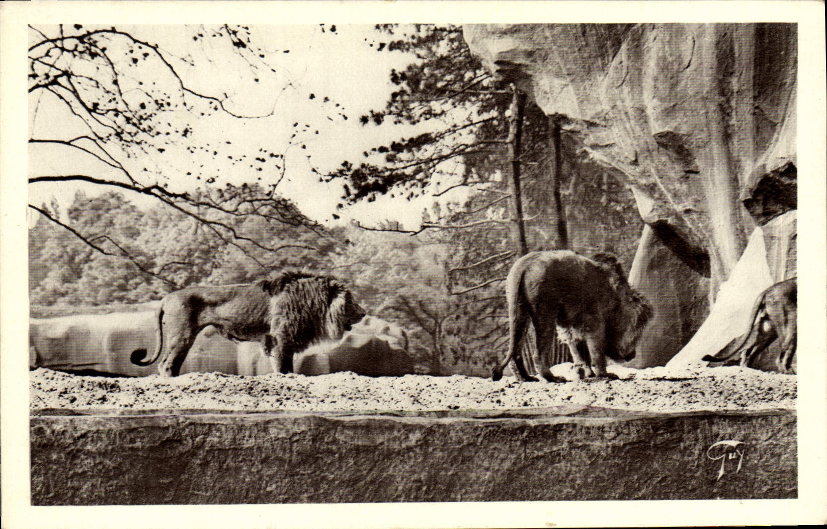 VINTAGE POSTCARD Paris Zoological garden De Vincennes Rocks the Lions Zoo