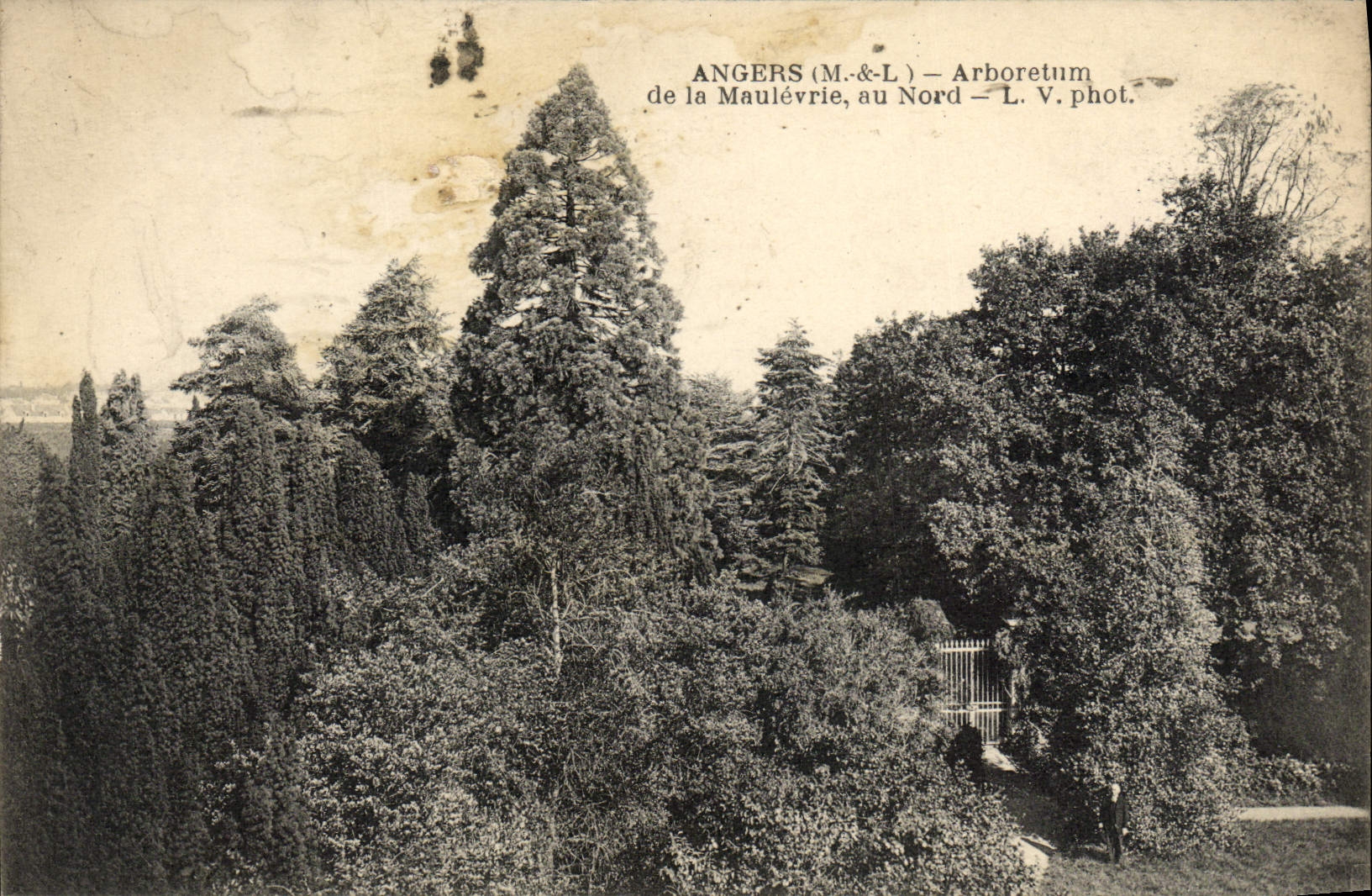 CPA Angers Arboretum de la Maulevrie au Nord