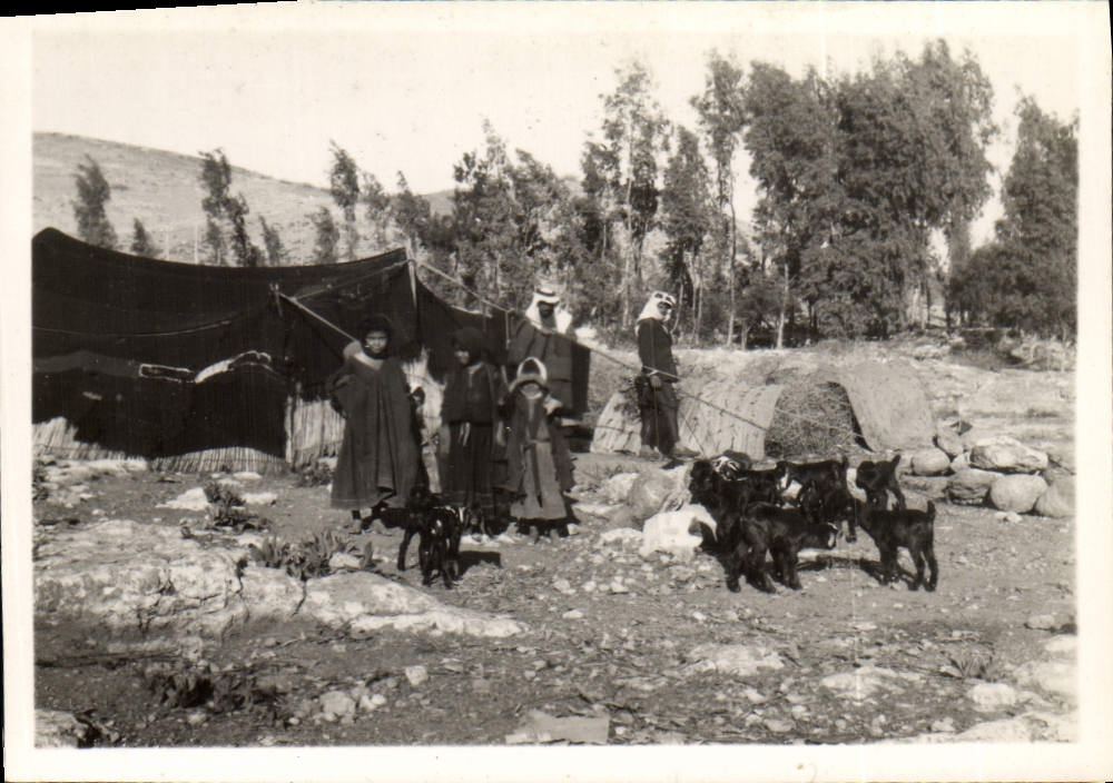 Israel photograph Bedouin Goats