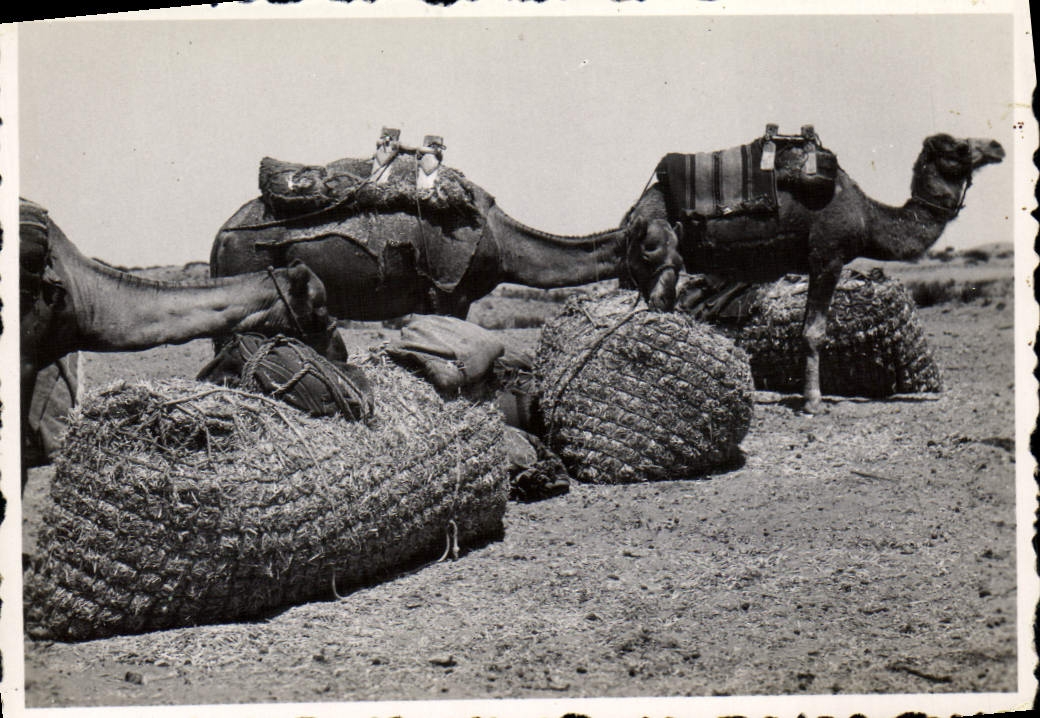 Photograph Tunisia Cheamu