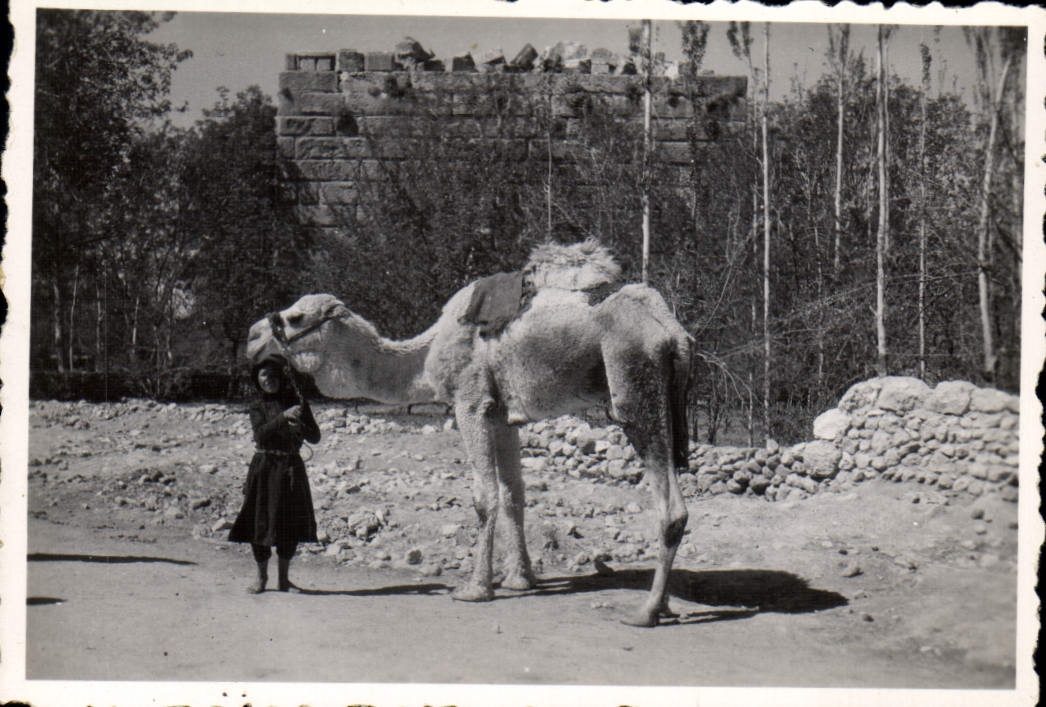 Photograph Balbek Camel