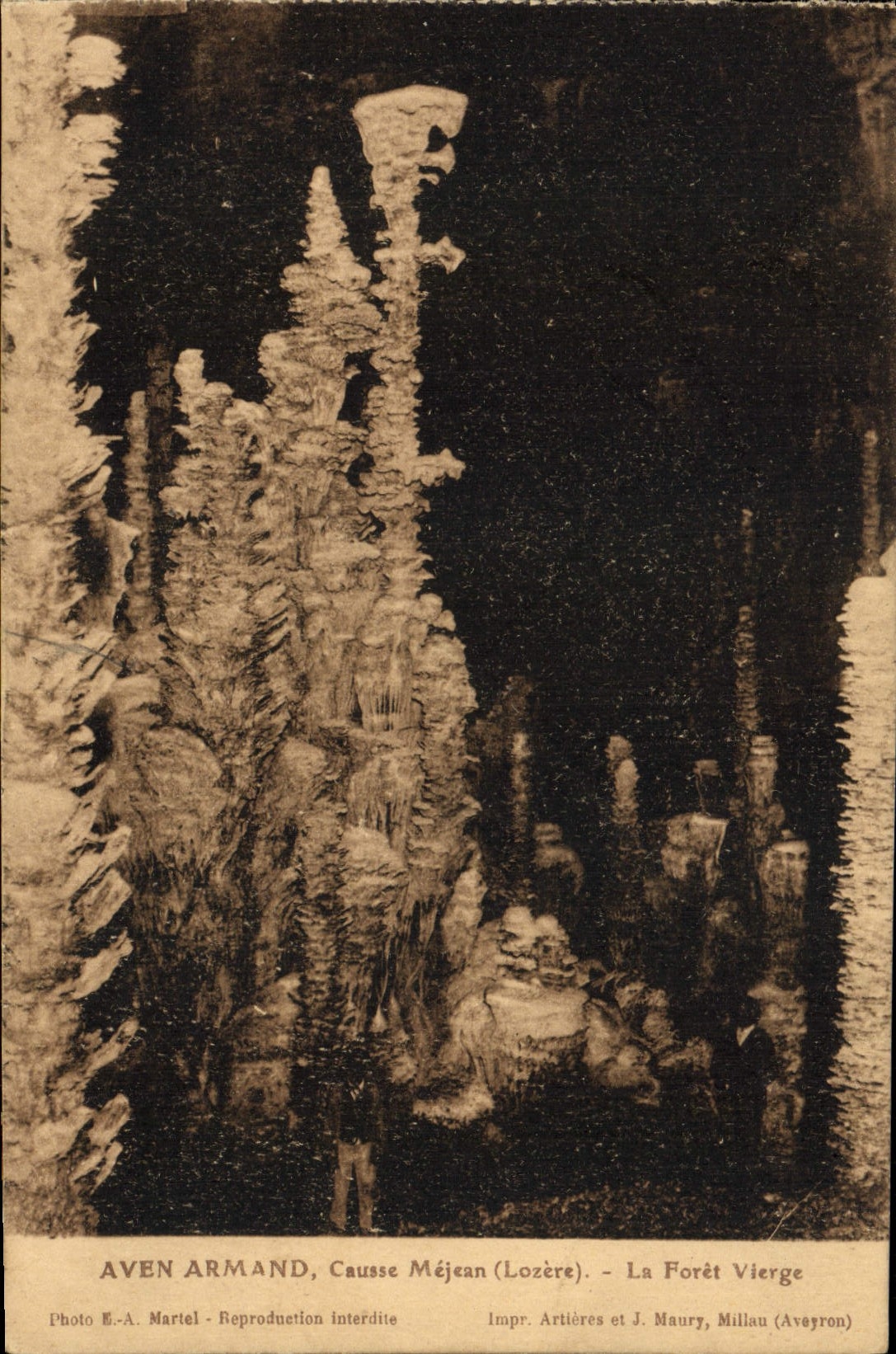 Gargantas de la POSTAL de la VENDIMIA del Tragar-agujero Armand del Tarn el bosque de Virgen Mejean Causse