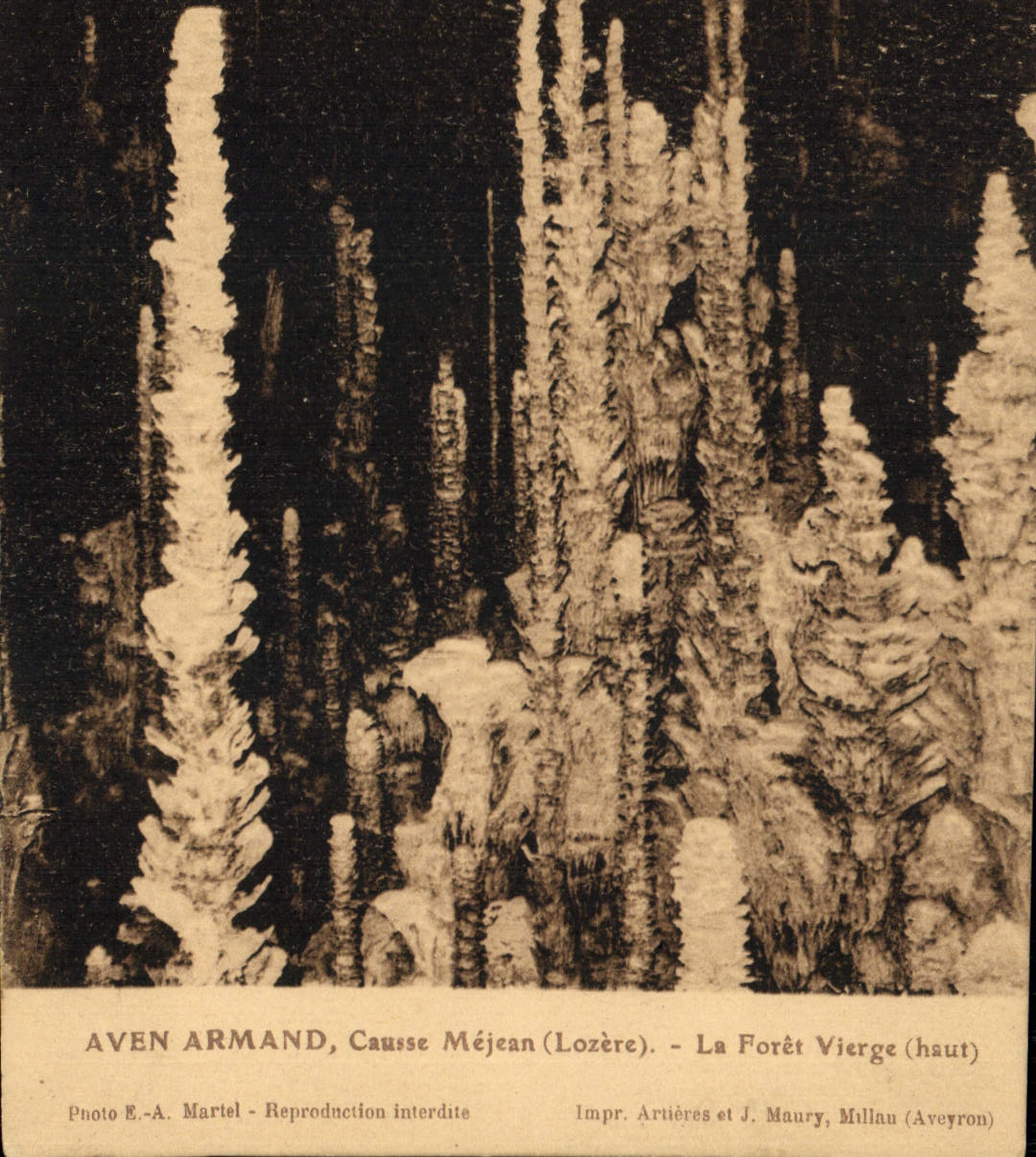 CPA Gorges Du Tarn Aven Armand Causse Mejean La Foret Vierge