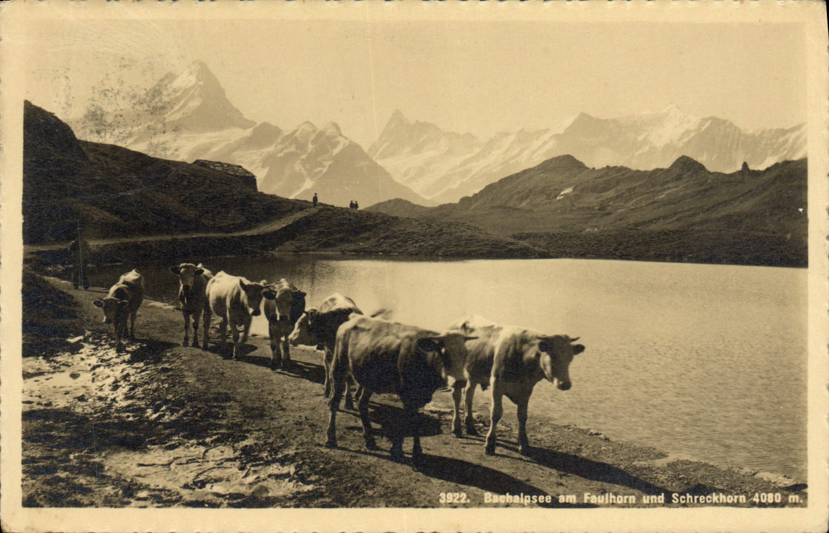 CPA Bachalpsee am Faulhorn und Screckhorn Vaches