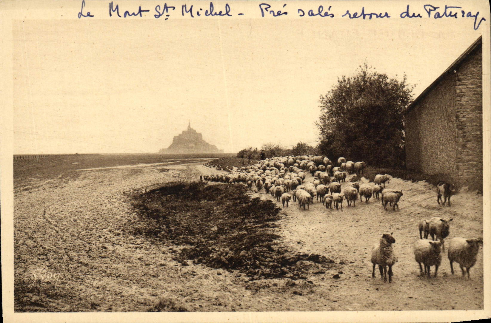 CPA La Douce France Le Mont St Michel Pres Sales Retour Du Paturage Moutons