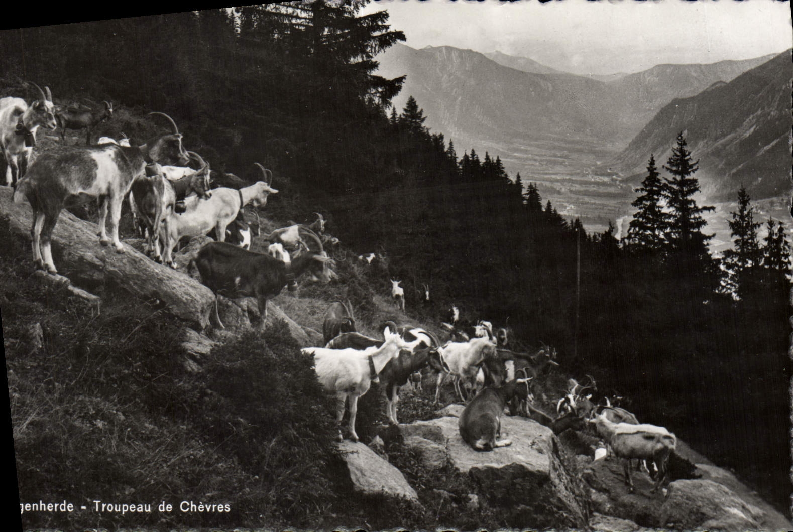 CPA Ziegenherde Troupeau De Chevres Chevre