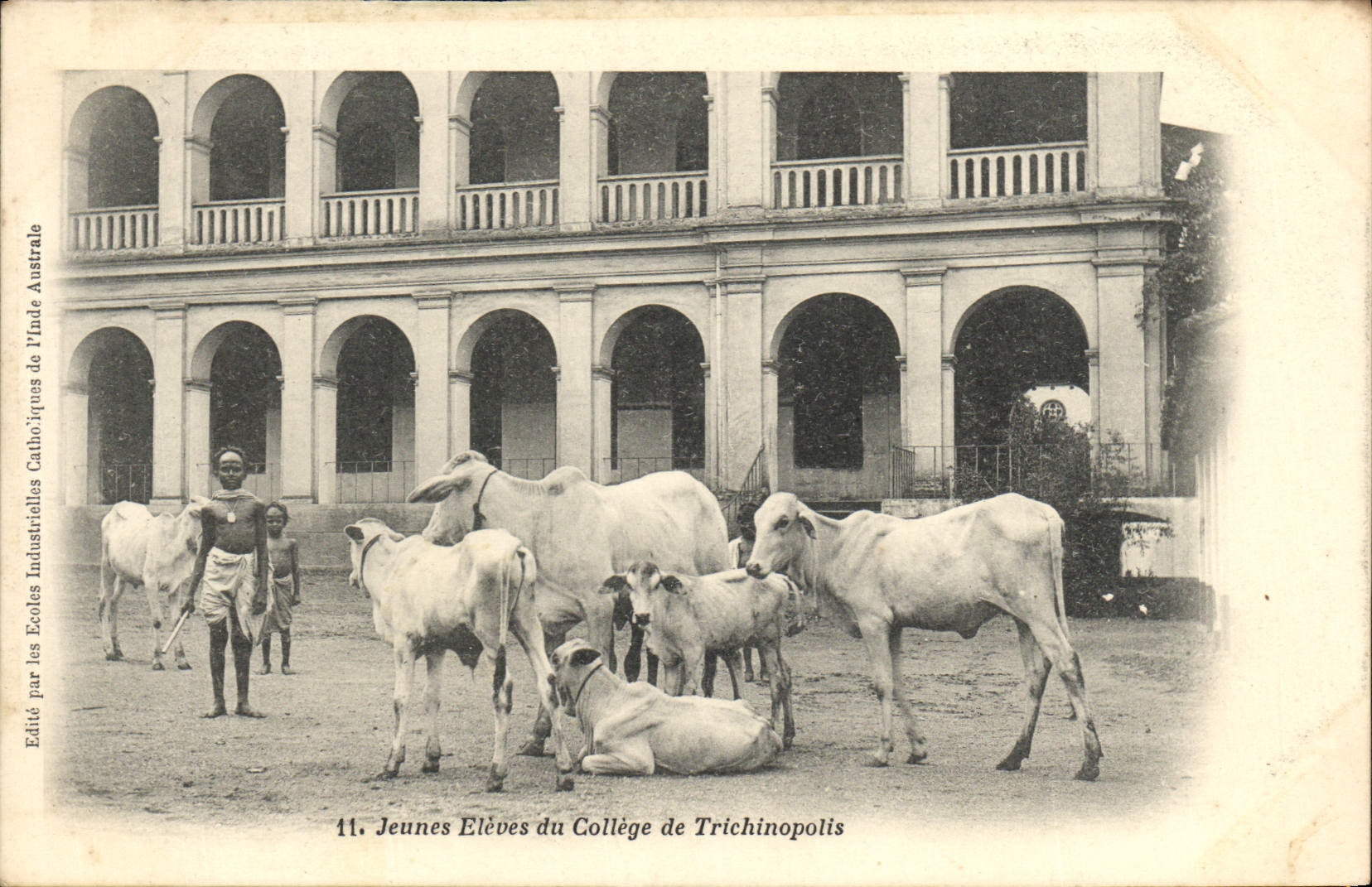 CPA Jeunes Eleves du College de Trichinopolis Boeufs Vaches Inde