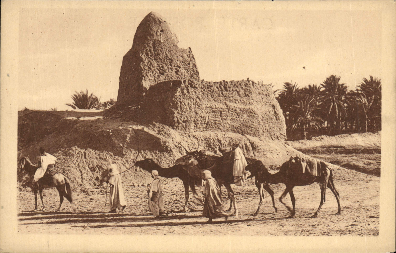 VINTAGE POSTCARD a Marabout In the South Camels