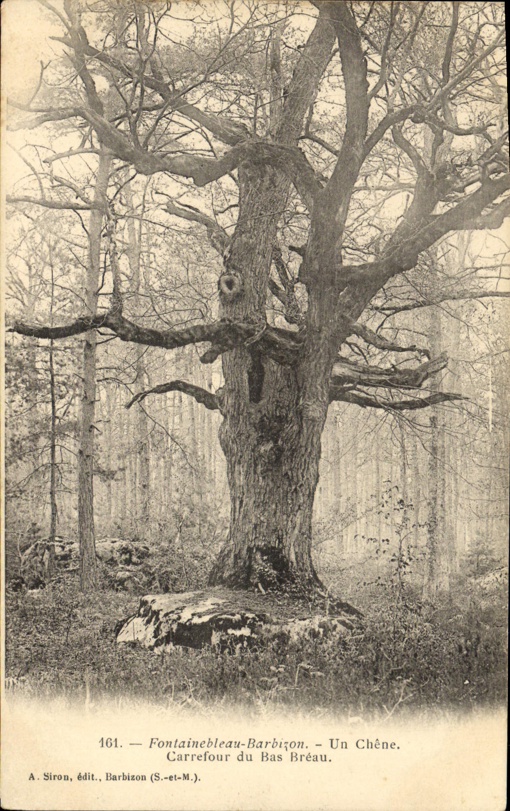 CPA Fontainebleau Barbizon Un Chene Carrefour Du Bas Breau Arbre