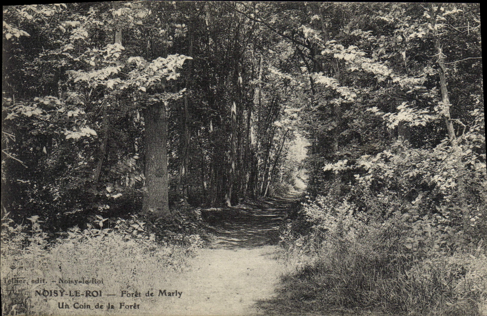 CPA Noisy Le Roi Foret de Marly un coin de la foret