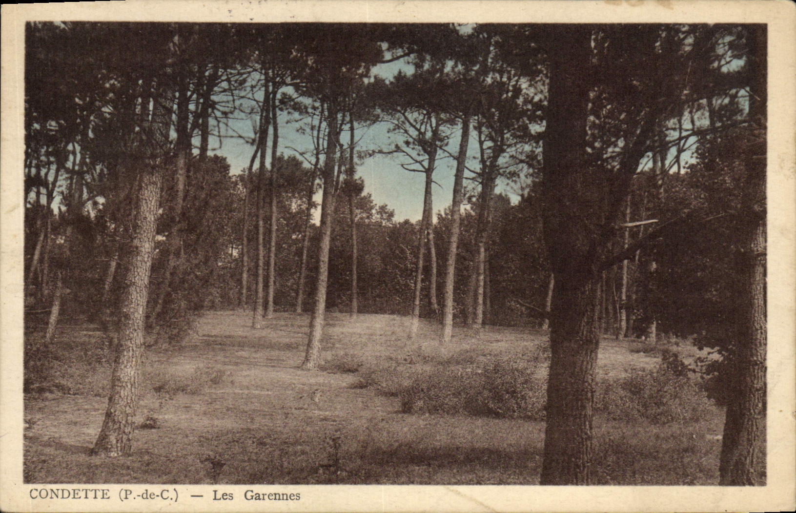 VINTAGE POSTCARD Condette Wild rabbits