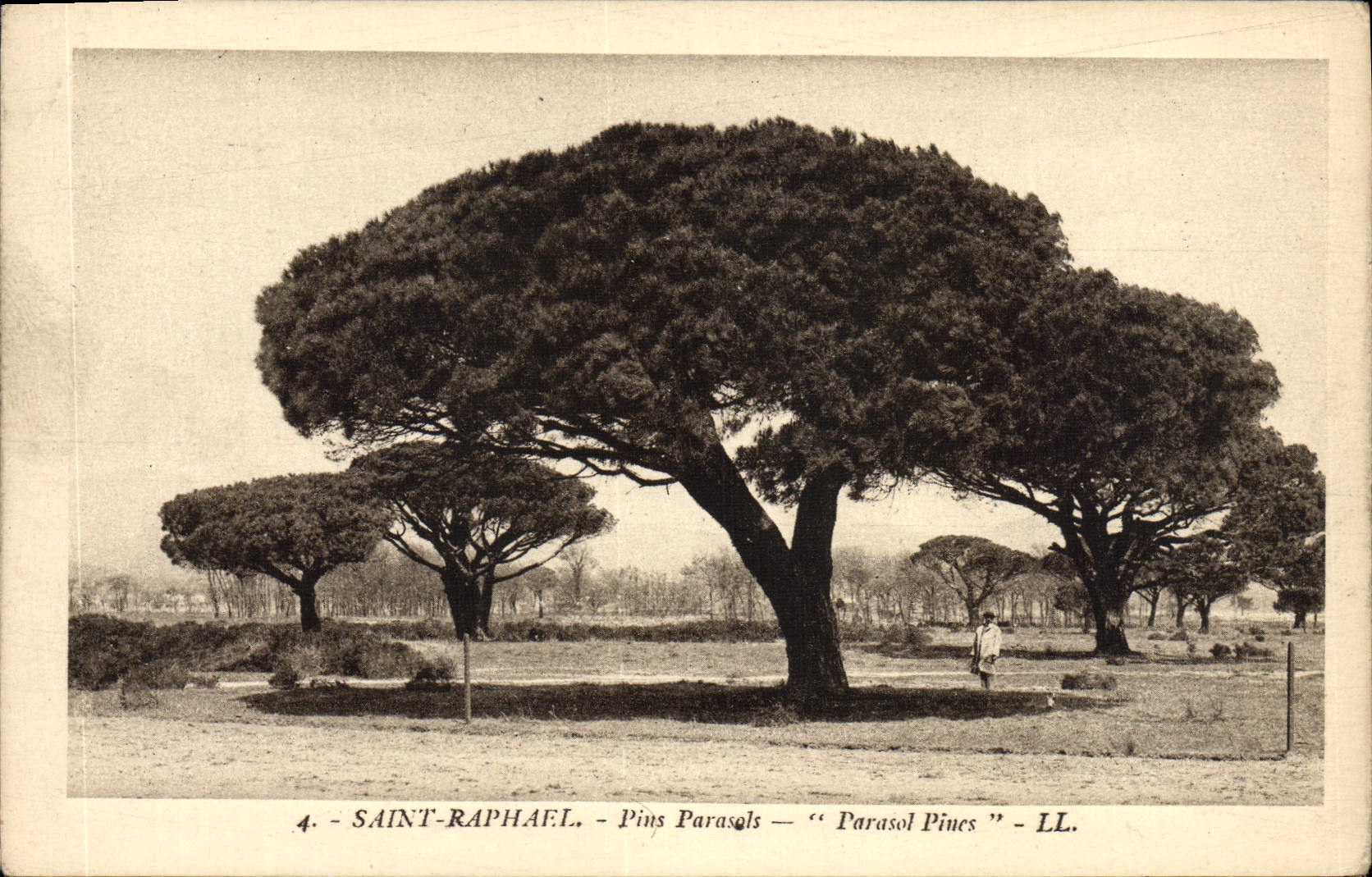 VINTAGE POSTCARD Holy Raphael Parasals Pines