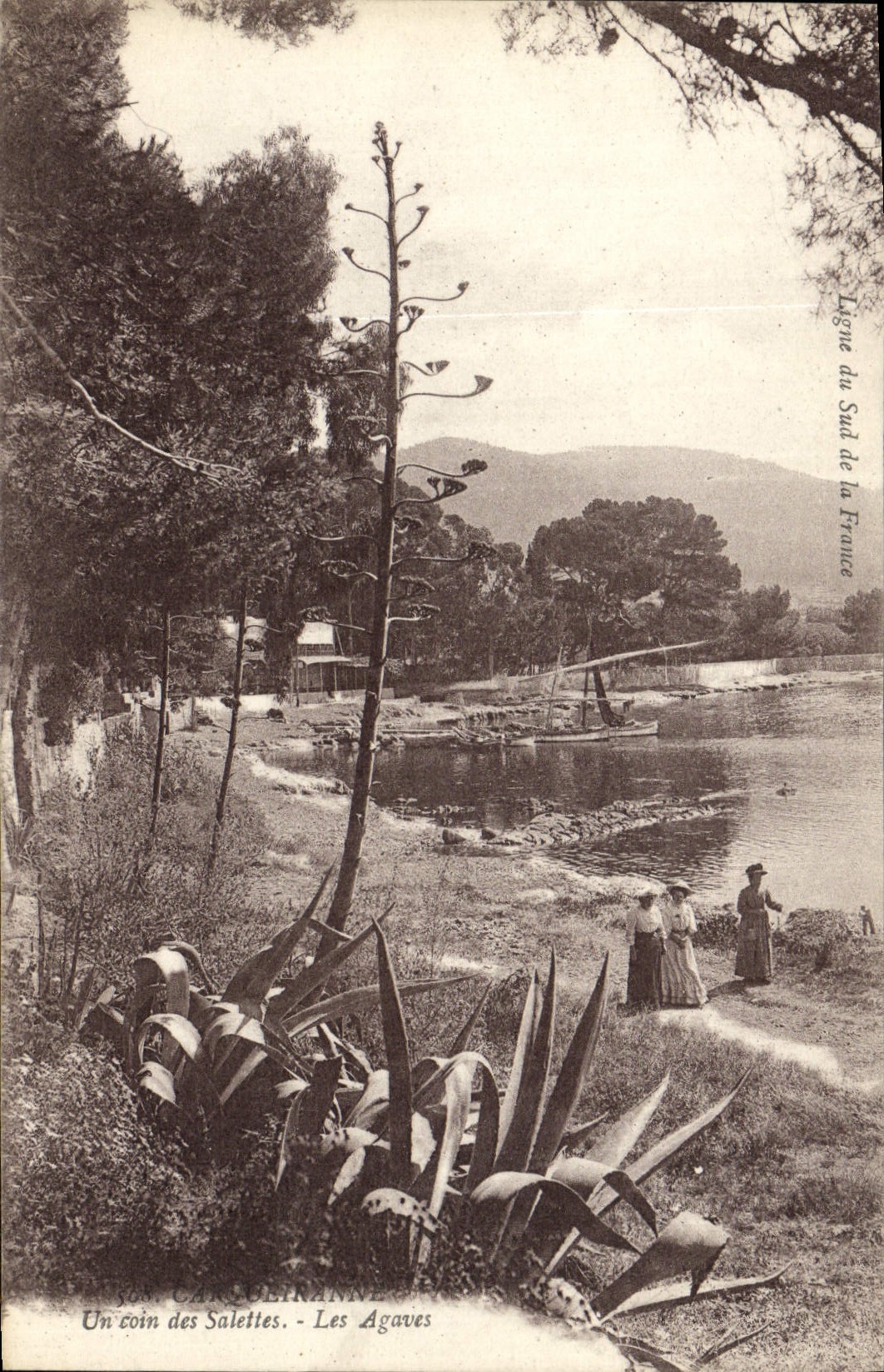 CPA Carqueiranne Un coin des Salettes Les Agaves