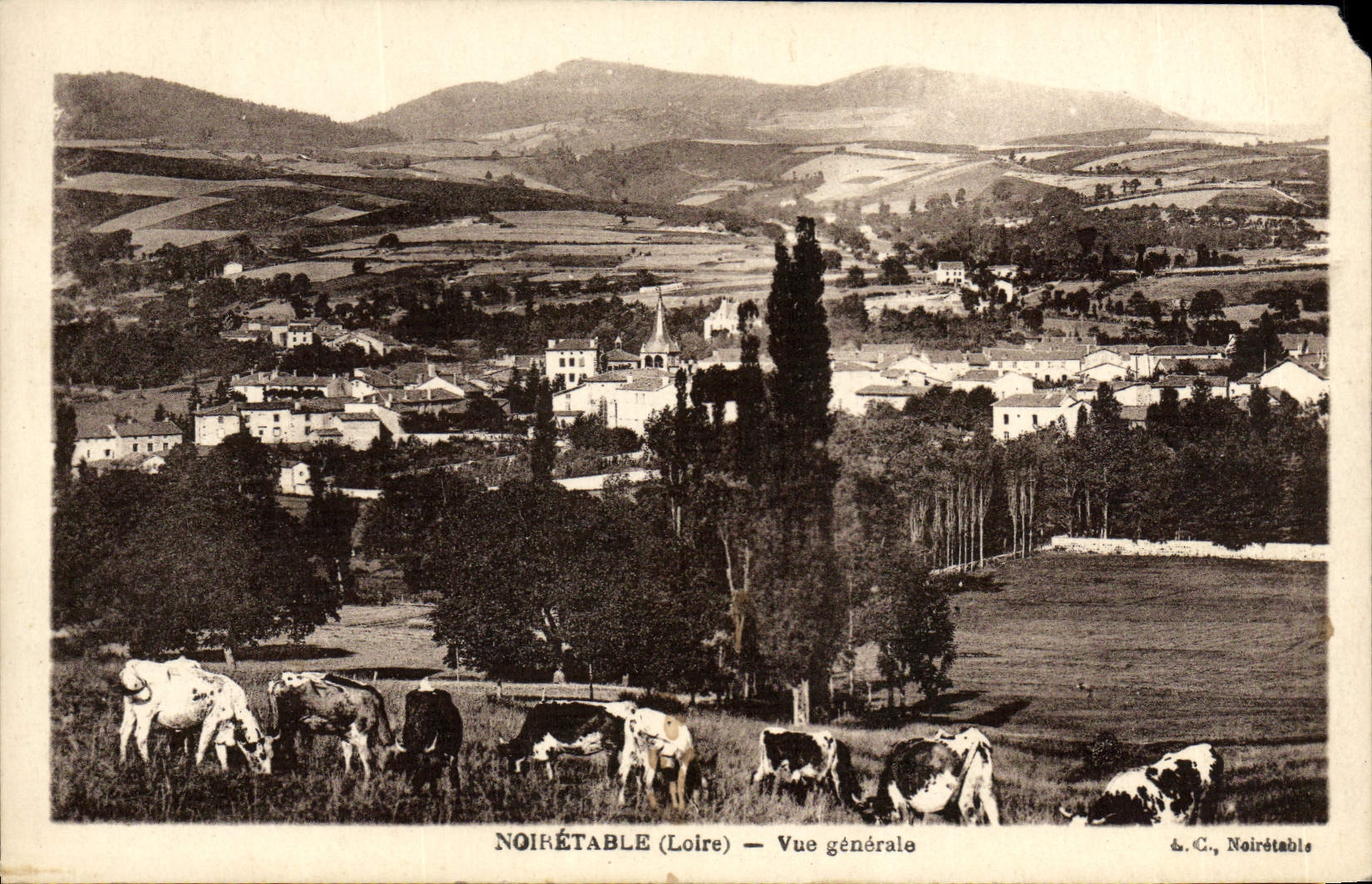 VINTAGE POSTCARD Noiretable View Cows