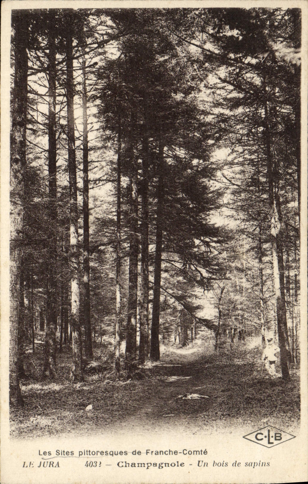 VINTAGE POSTCARD the Jura Champagnole a Wood of Fir trees