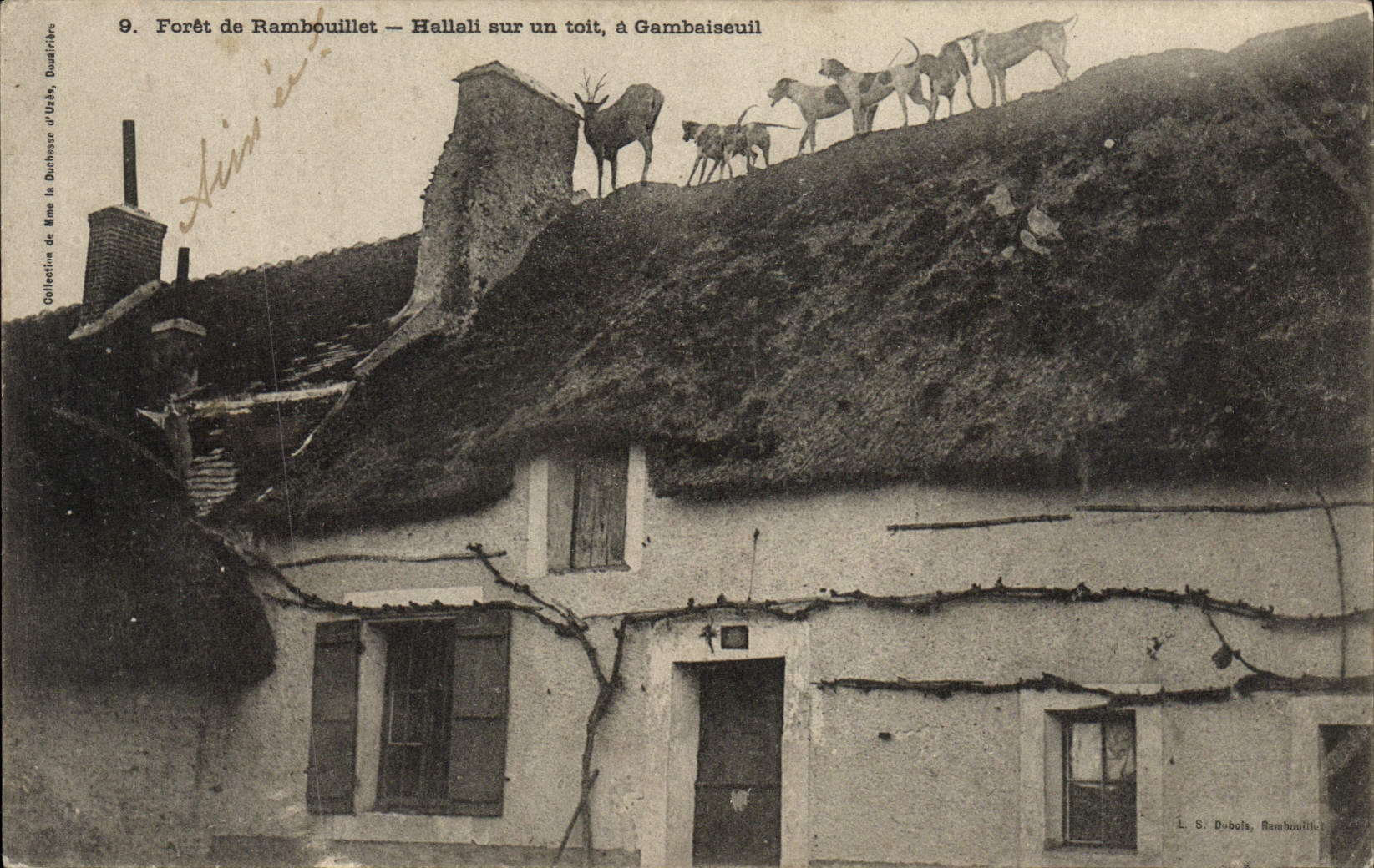 VINTAGE POSTCARD Foret Of Rambouillet Hallali On a Roof has Gambaiseuil Chiens Drives out