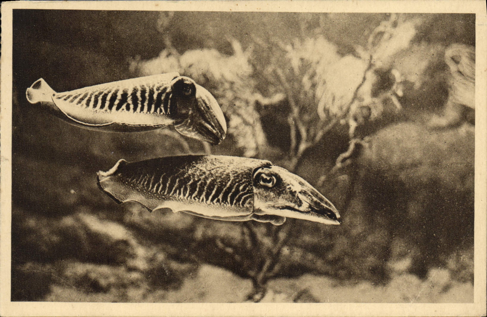 CPA Aquarium du Musee oceanographique de Monaco Seiche
