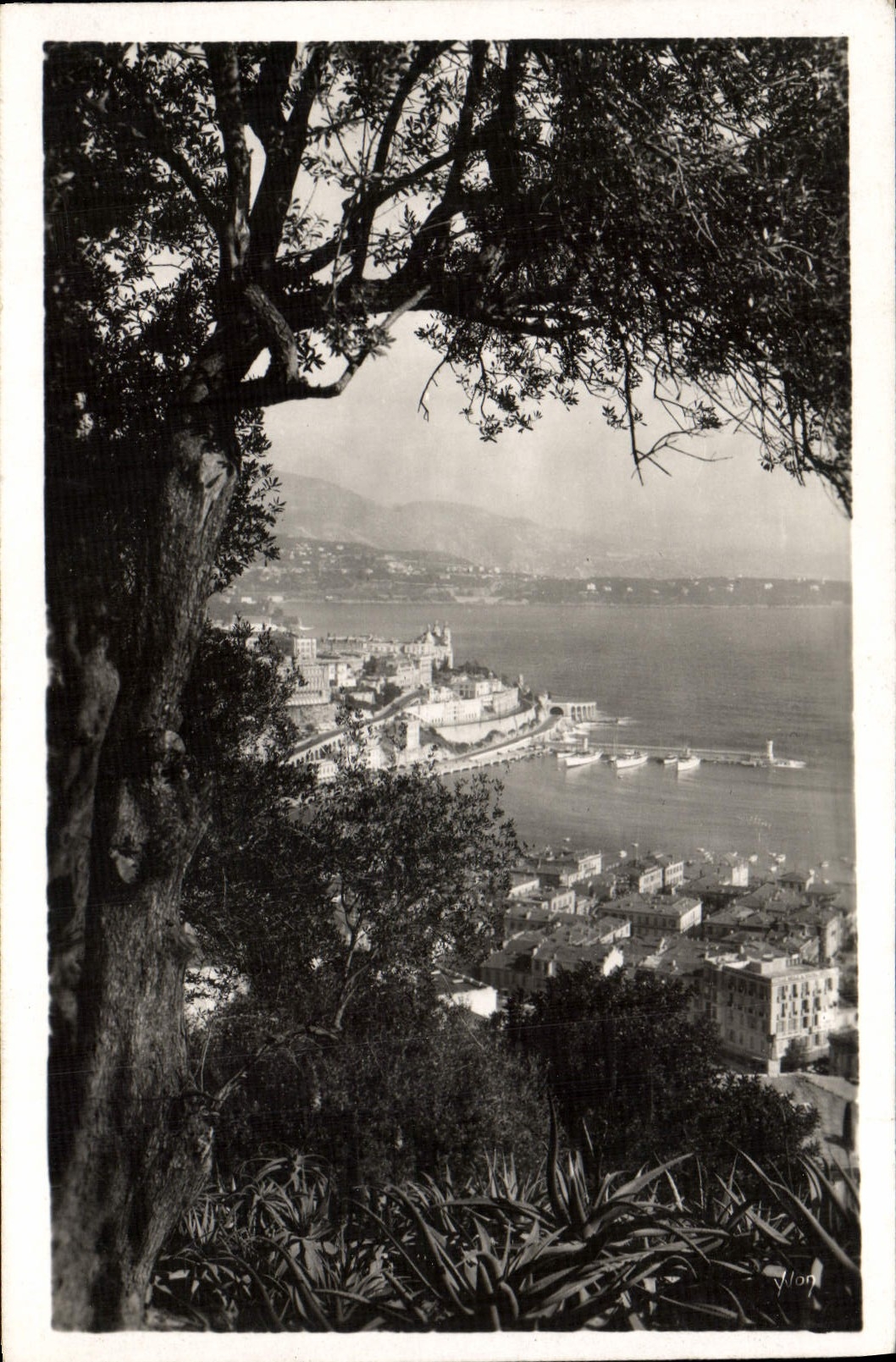 CPA Monte Carlo Vue du jardin exotique