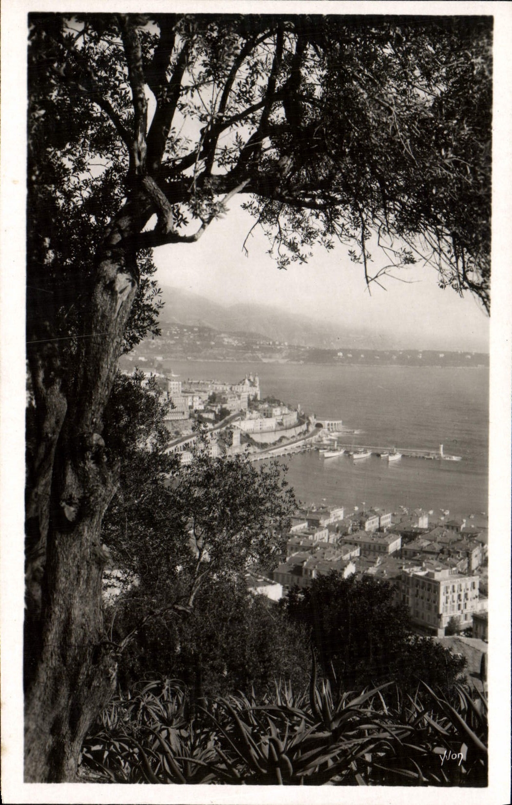 CPA Monte Carlo Vu du jardin exotique