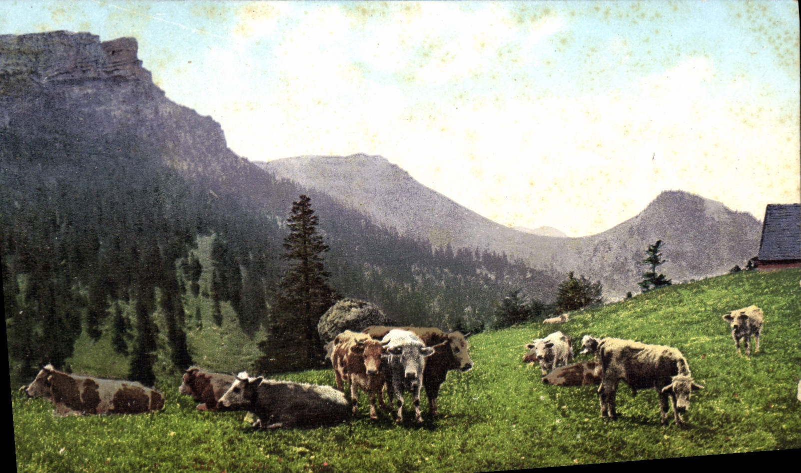 CPA Vaches Suisse