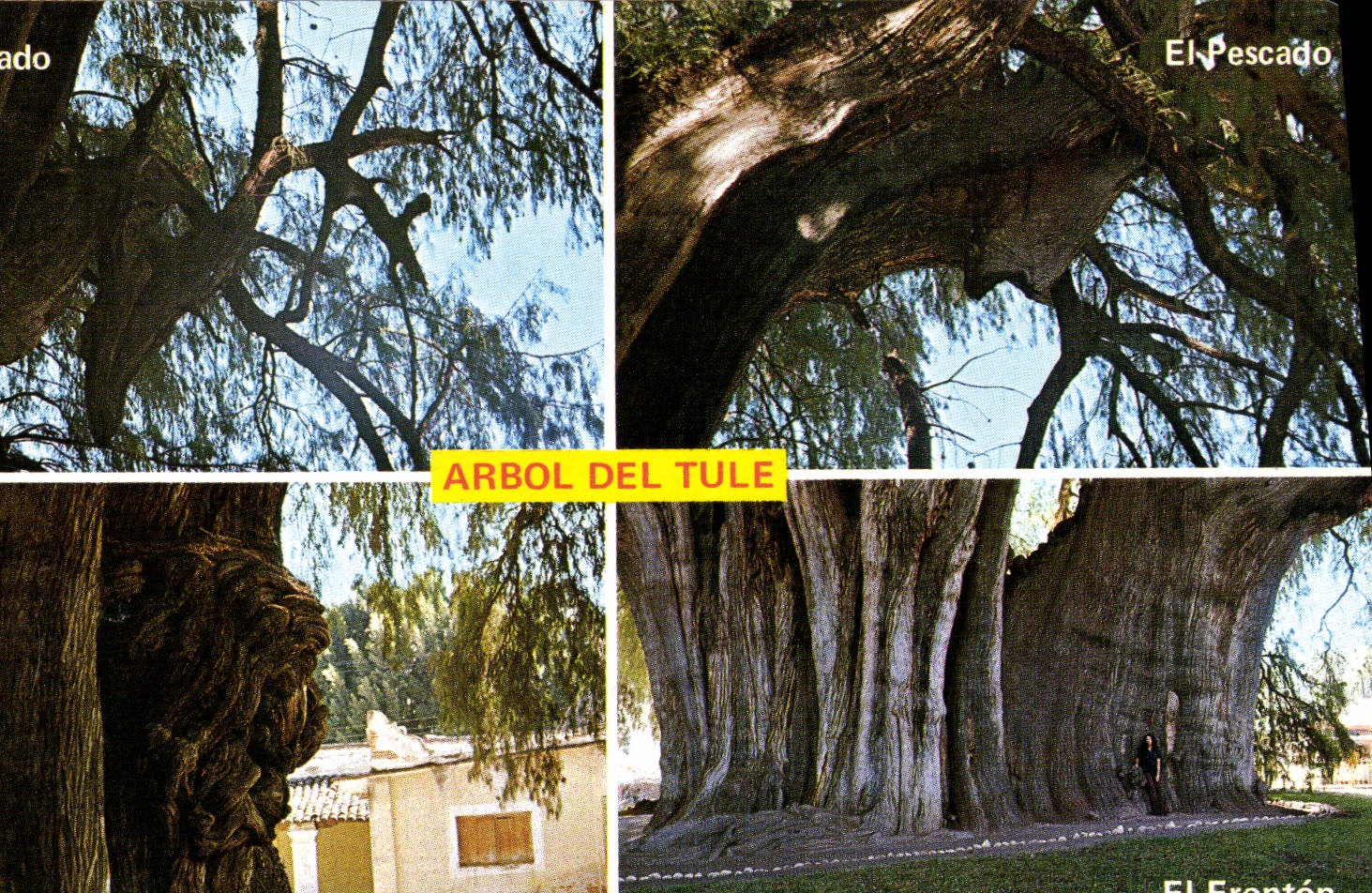 CPM Mexico Arbol del Tule 