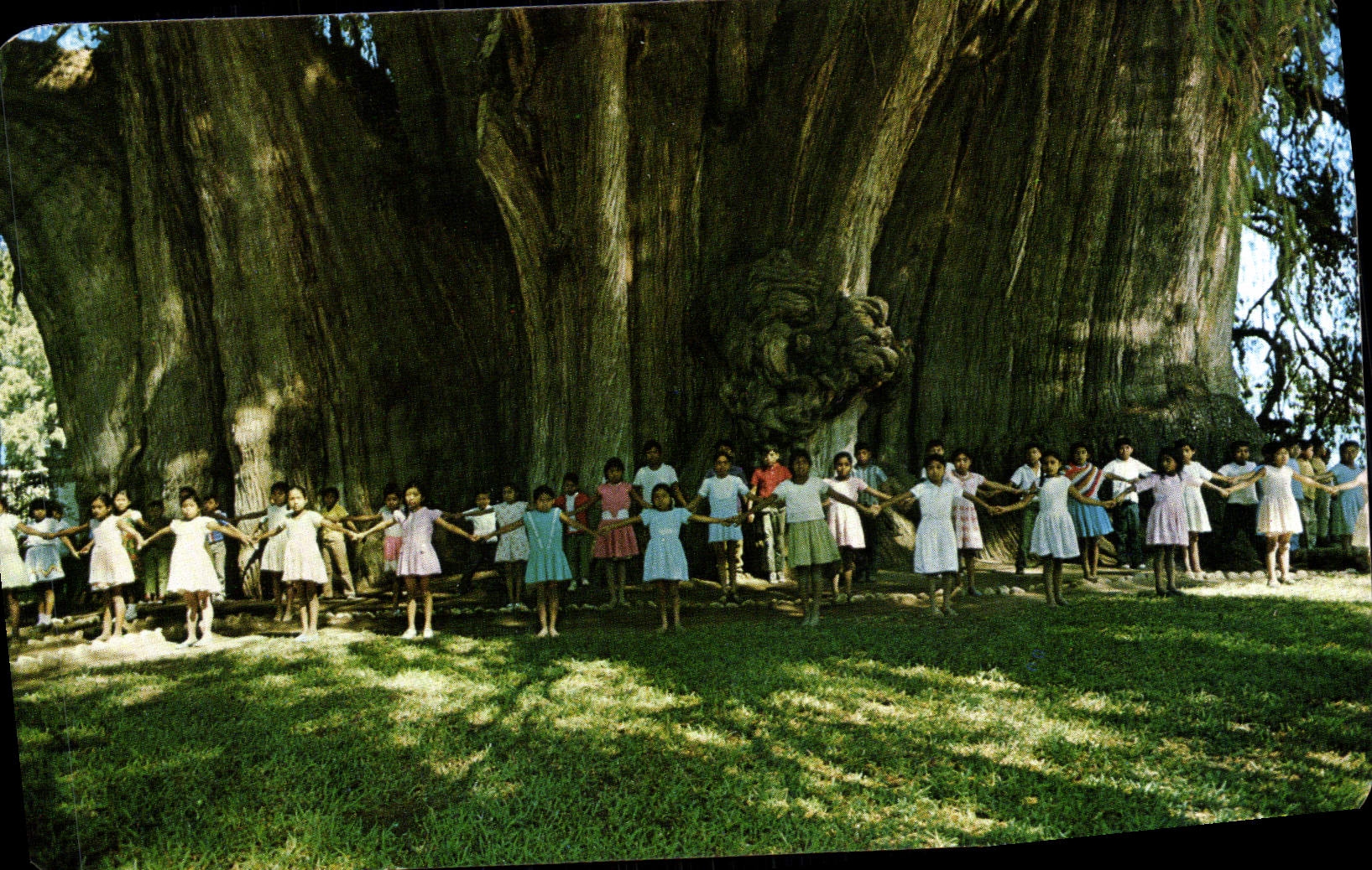 CPM Mexico Ninos demuestran lo Enorme del Arbol del Tule
