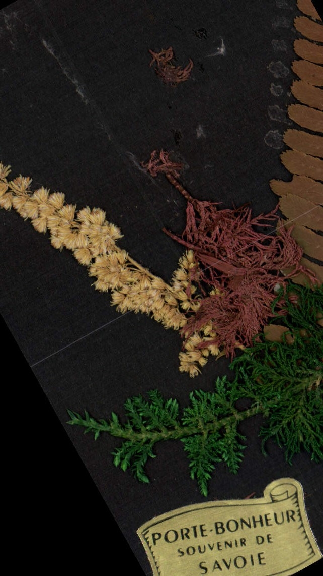 CPA Porte Bonheur Souvenir De Savoie Fleurs sechees