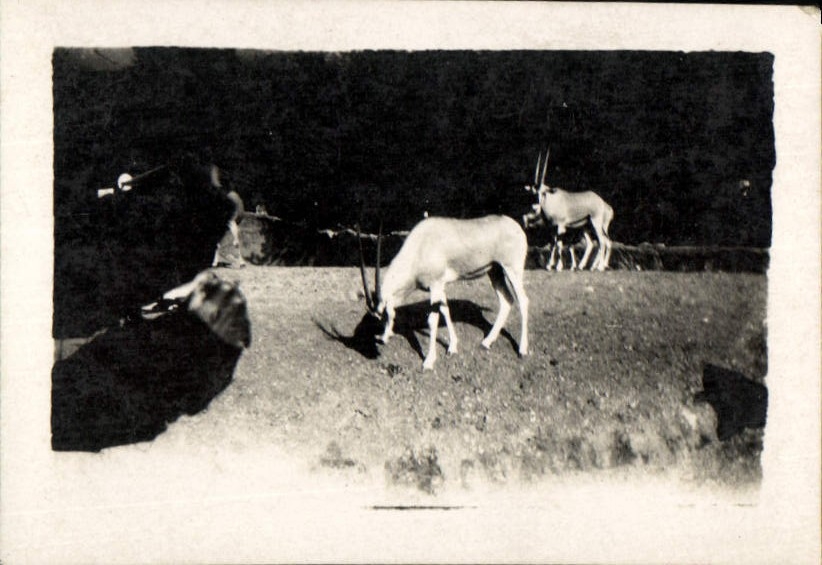 Photograph Fair Colonial Paris 1931 Antelopes