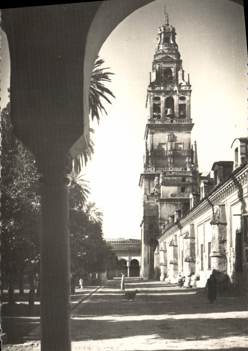 POSTAL Córdoba Patio De Los Naranjos allí Torre de la VENDIMIA de Catedral