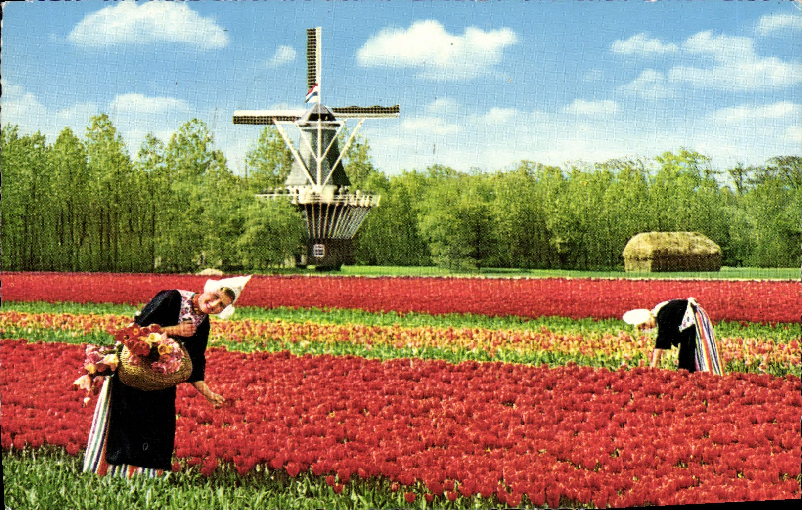 CPM Holland Bloemenland Molealand Land Of Flowers and Wind Mills Land der Moulin