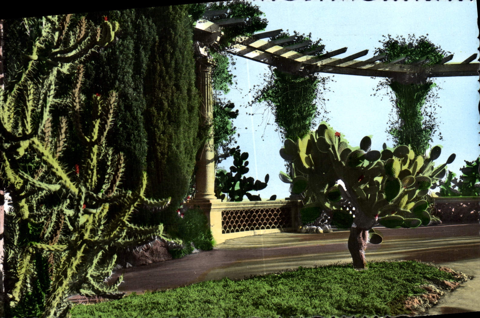 CPM Jardin Exotique De Monaco Le plateau superieur 