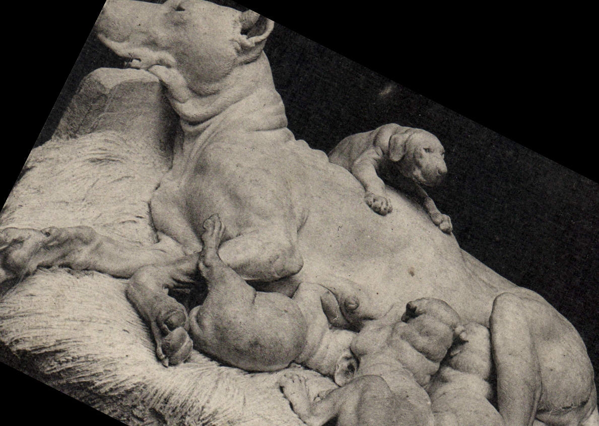 VINTAGE POSTCARD Museum of Luxembourg Lecourtier Bitch danise nursing its Puppy