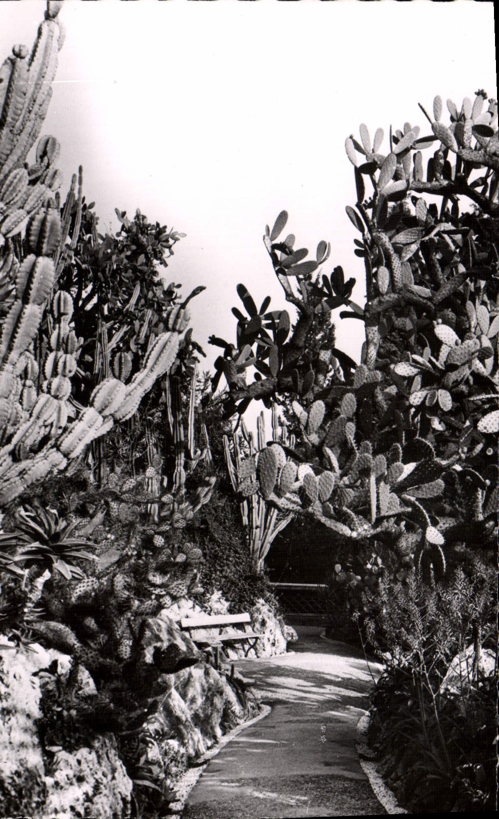 MODERN CARD the Exotic Garden of Monaco Cereus paraguemis Opunti sulfurea