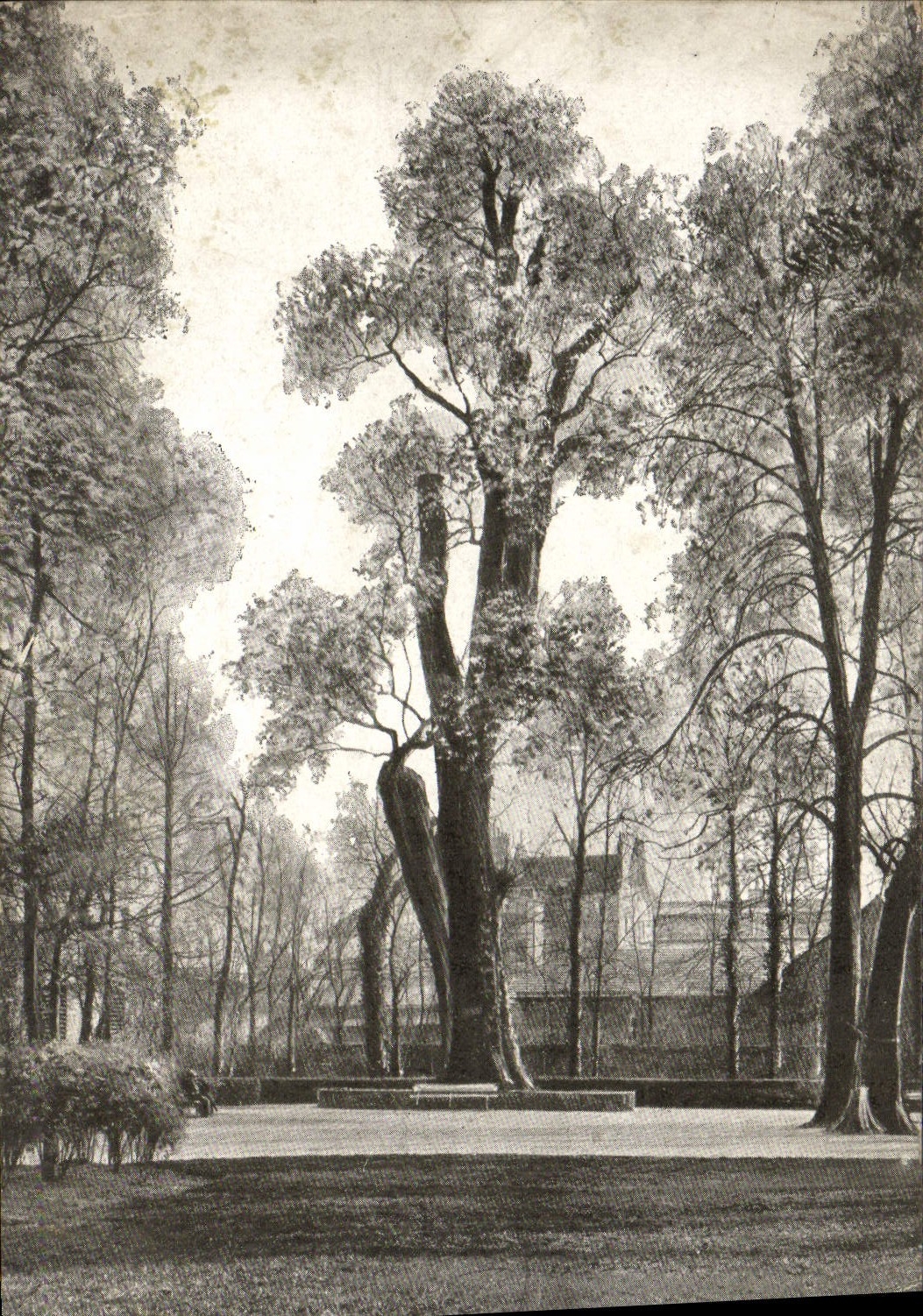 VINTAGE POSTCARD Dijon Garden of the aqueduct the black poplar