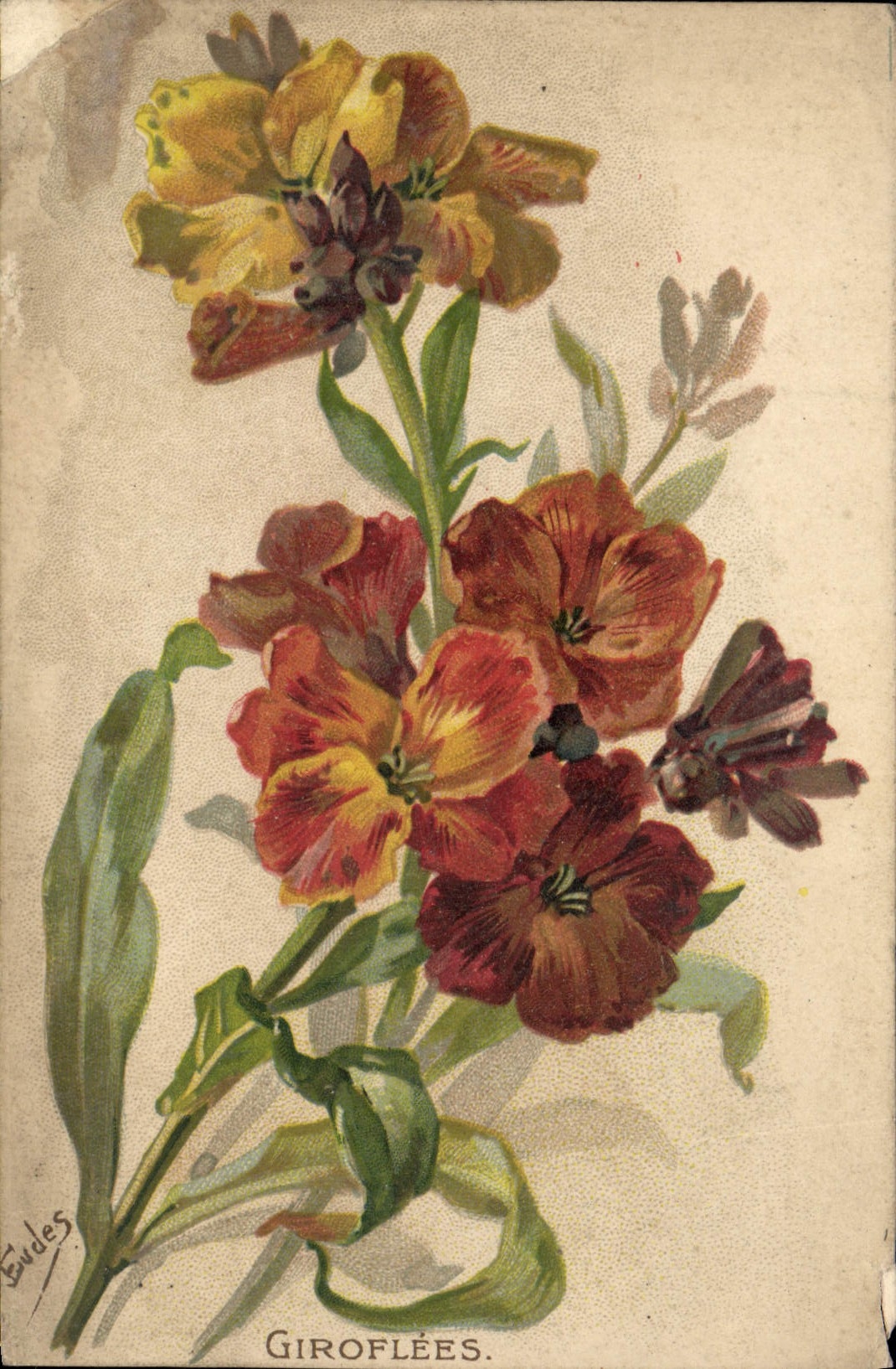 CPA Giroflees Fleurs