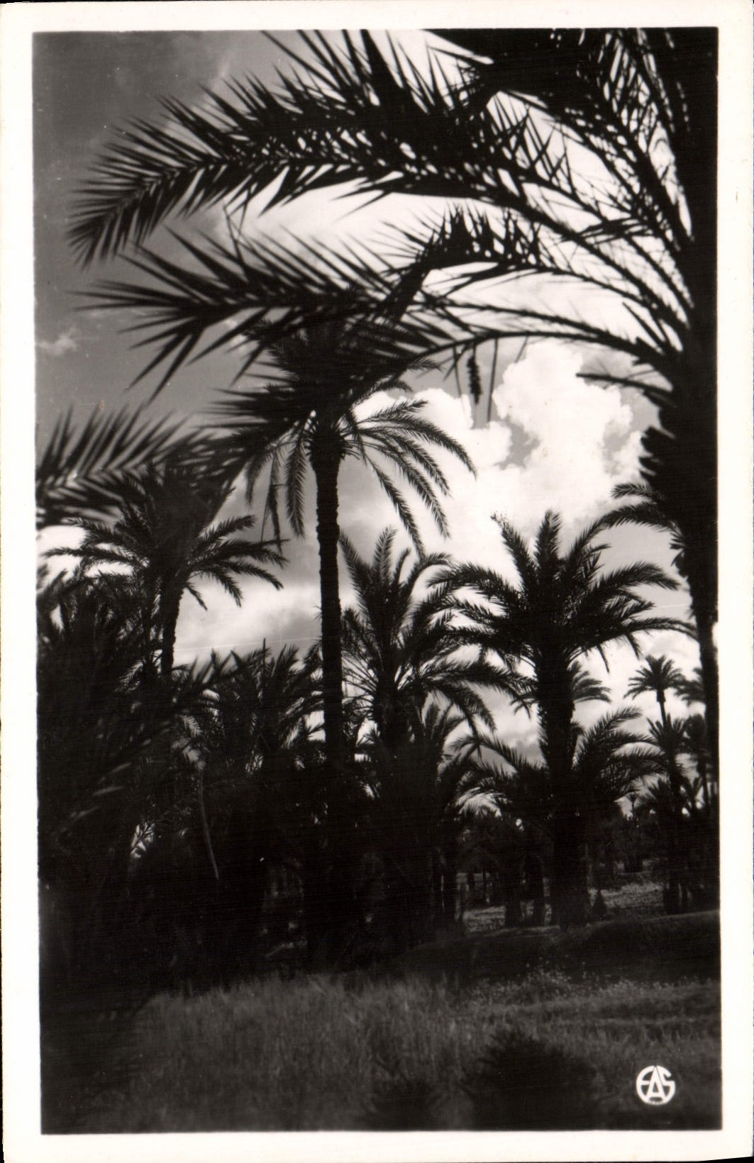 MODERN CARD Picturesque North Africa Palm plantation In the Twilight