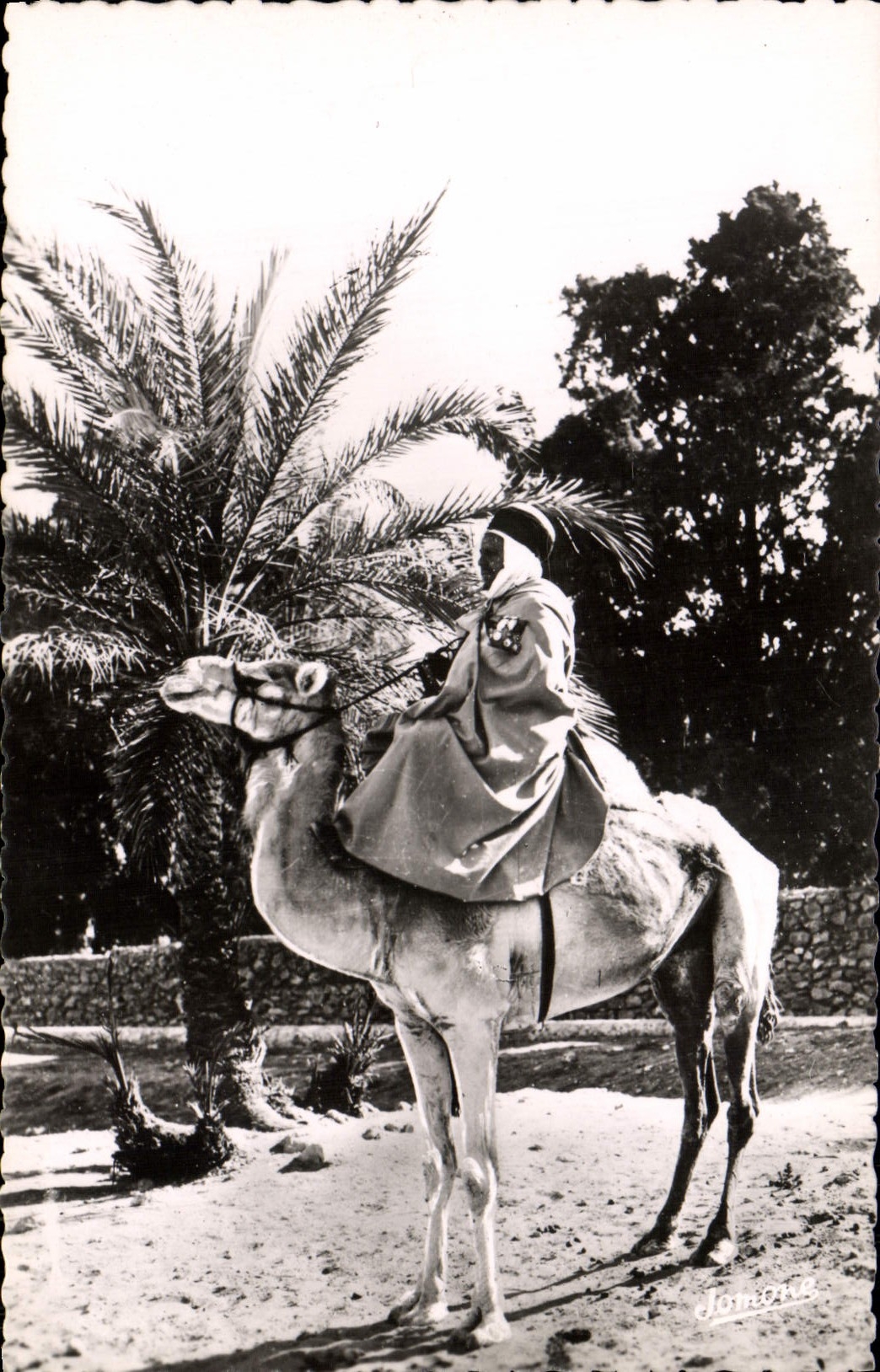 MODERN CARD Standard Scenes Indigenous Mehariste camel