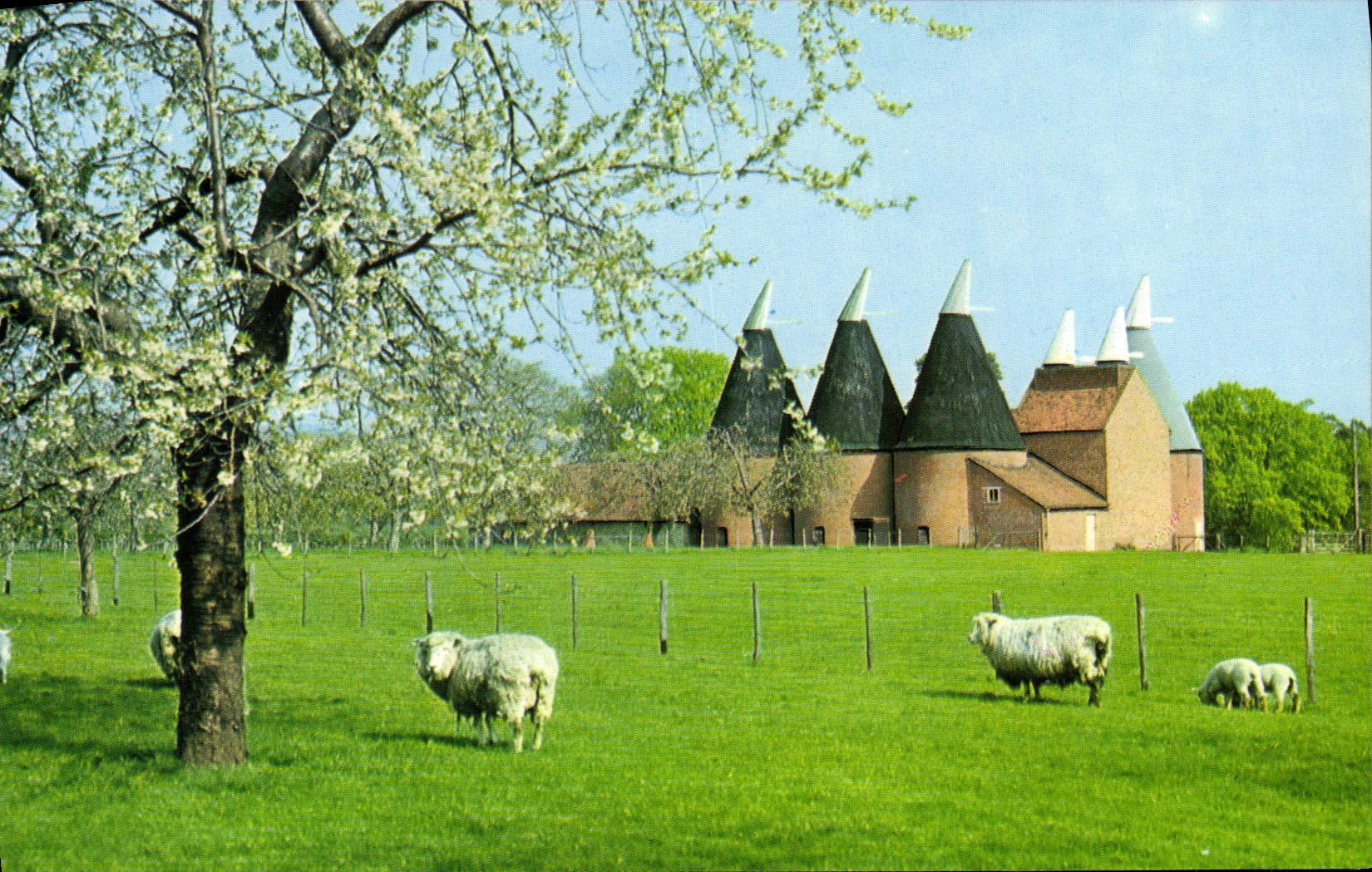 MODERN CARD Kent In Springtime Sheep