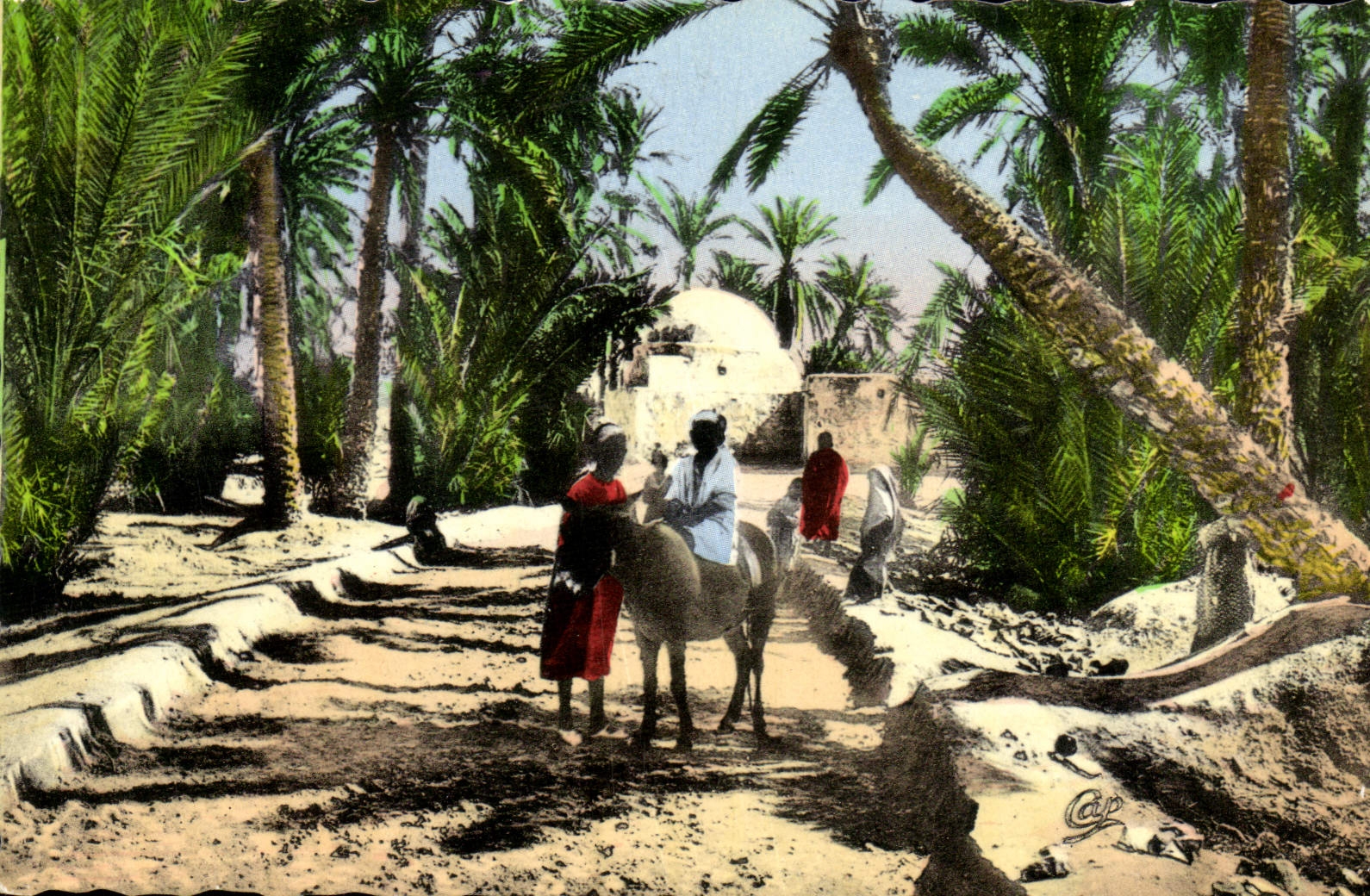 CPM Scenes et types Chemin dans la palmeraie